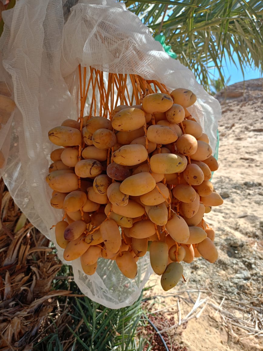مزارعنا 11