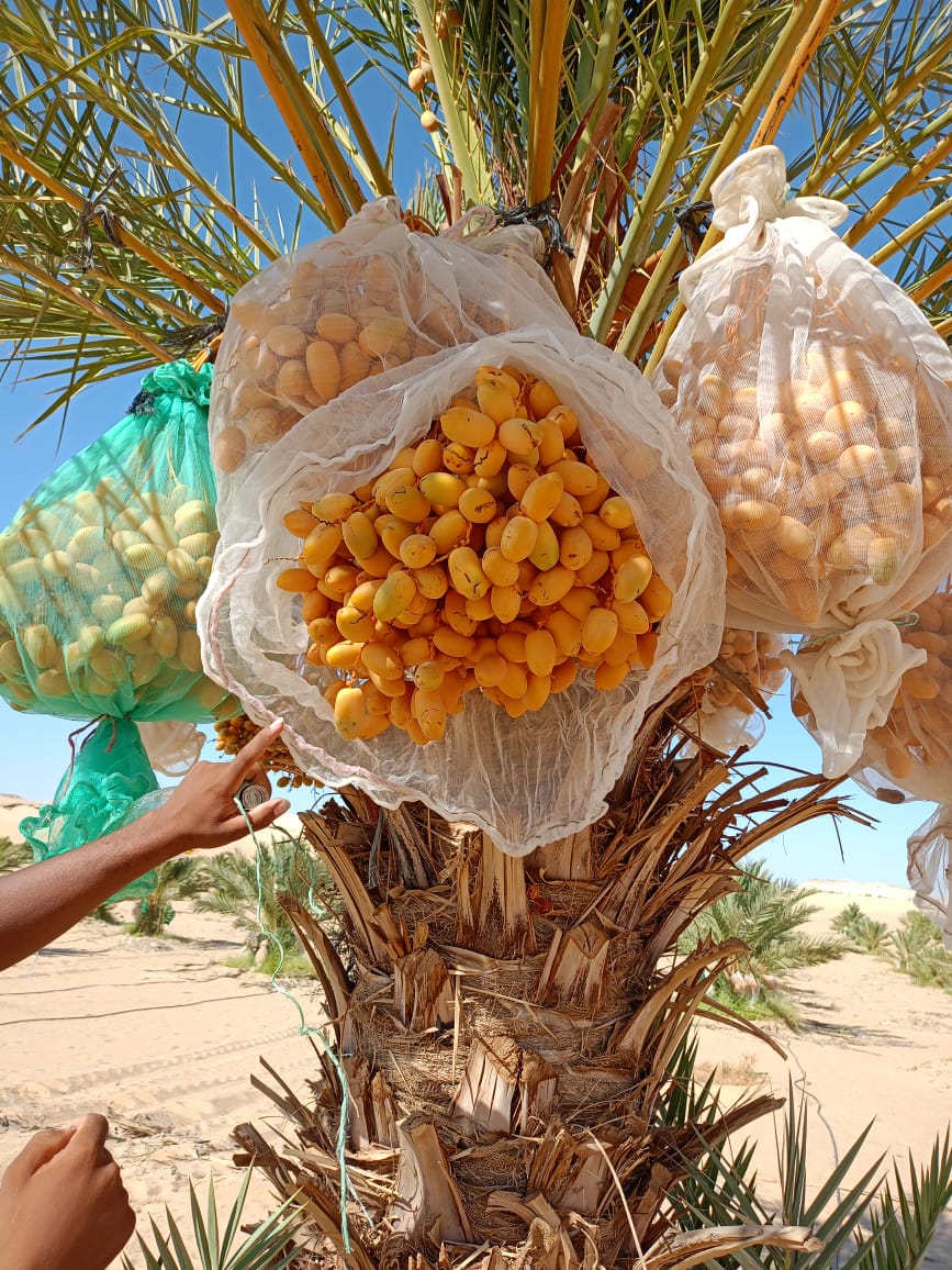مزارعنا 12