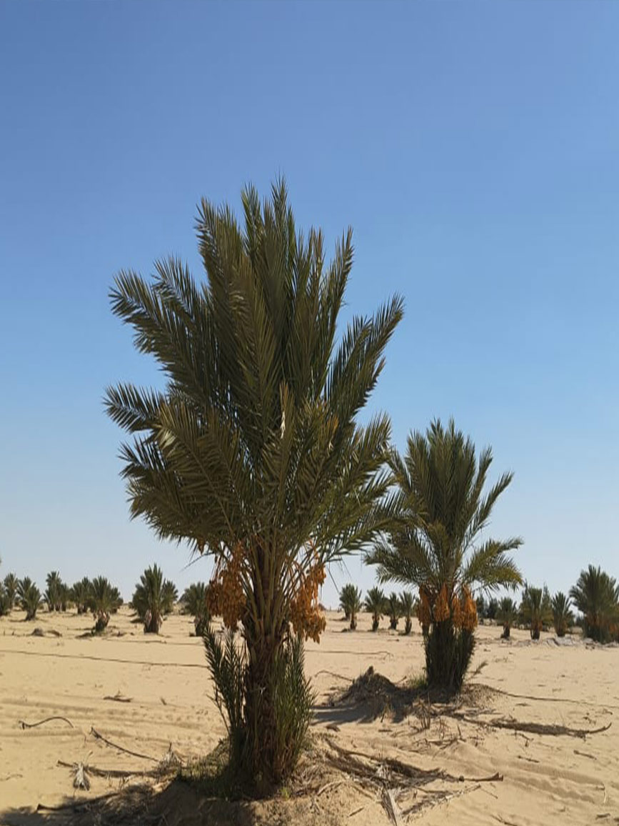 مزارعنا 16