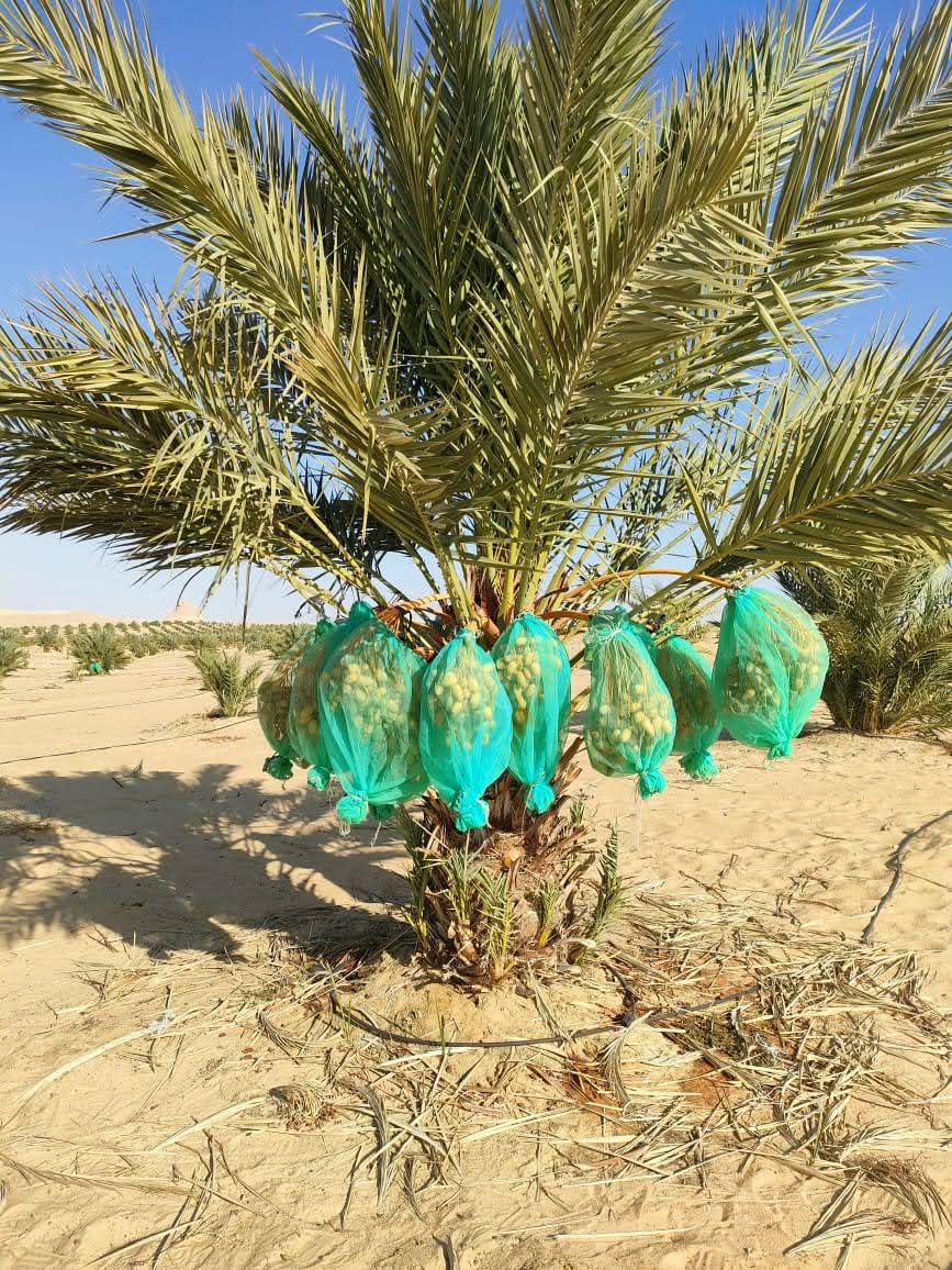 مزارعنا 2