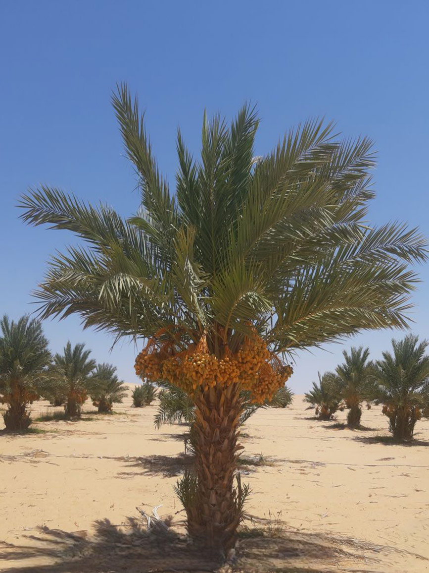 مزارعنا 5