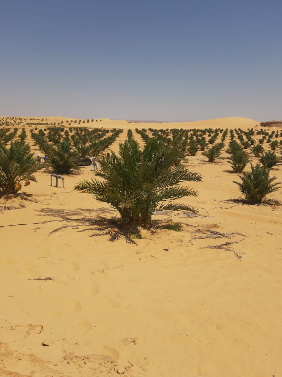 مزارعنا 6