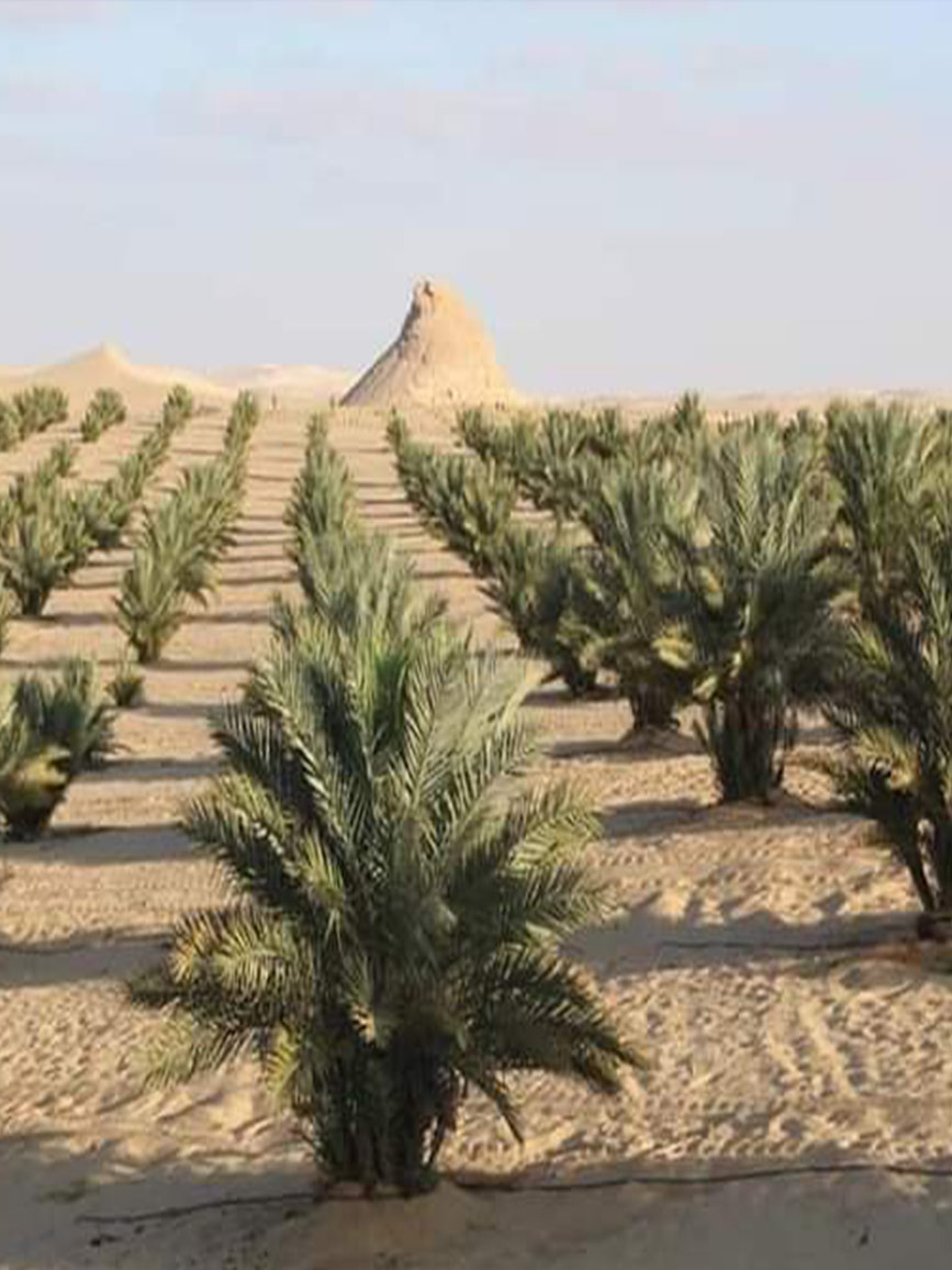مزارعنا 7